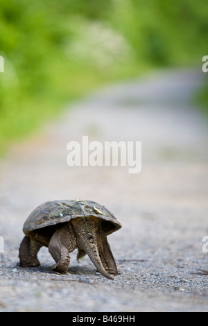 Tartaruga marrone sulla strada in Jamaica Bay Park Queens NY USA Foto Stock