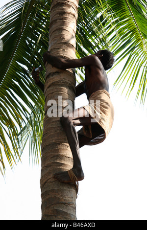 Un uomo raccoglie noci di cocco in spiaggia Marawanthe in Karnataka, India. L'uomo si arrampica la struttura ad albero per tagliare le noci di cocco. Foto Stock