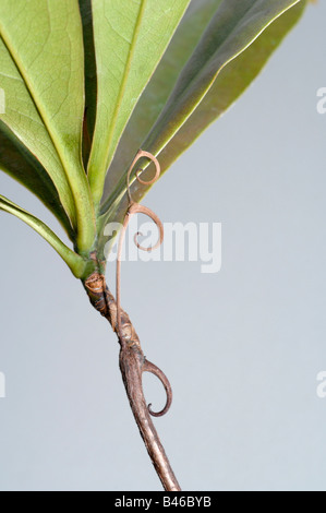 Liana (Ancistrocladus benomensis). Ramoscello con ganci per arrampicate Foto Stock