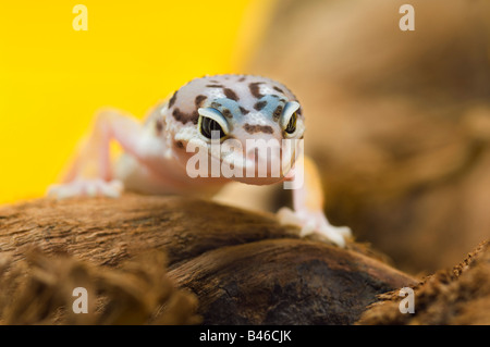Baby Leopard Gecko Foto Stock