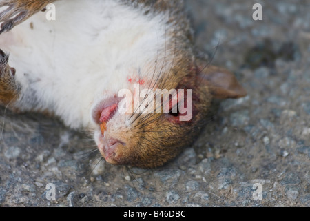 Grigio morto scoiattolo (Sciurus carolinensis) Mixomatosi sulla strada. 85189 orizzontale Squirel Foto Stock