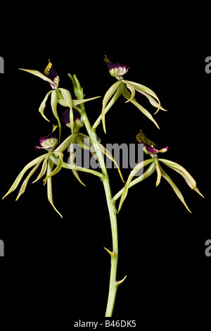 Ritratto di una pianta di Clamshell o Cockle Shell Orchid su sfondo nero Foto Stock