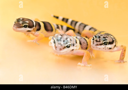 Baby gechi di Leopard Foto Stock