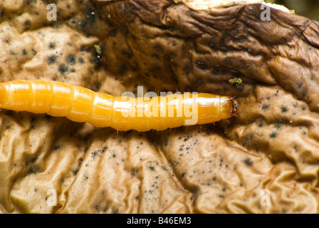 Wireworm su un vecchio fungo Foto Stock