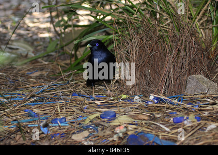 Satin bowerbird accanto a bower Foto Stock