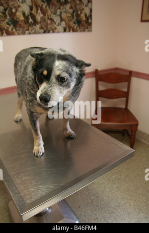 Un canino (DOG) paziente pronto per l'esame all'ospedale veterinario sala esame Foto Stock