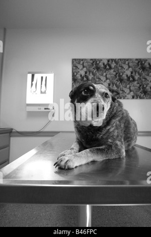 Un canino (DOG) del paziente pronti in ospedale veterinario sala esame in attesa di valutazione dei raggi x per l'esame di un pregiudizio Foto Stock