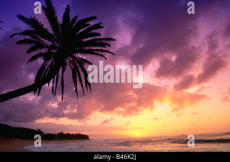 Palm Tree al tramonto, Oahu, Hawaii, STATI UNITI D'AMERICA Foto Stock