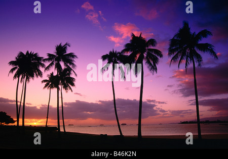 Palme al tramonto, Honolulu, Hawaii, STATI UNITI D'AMERICA Foto Stock