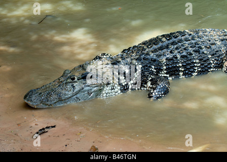 Cayman nero, Melanosuchus niger, emergenti dall'acqua Foto Stock