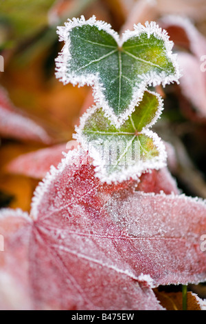 La brina sulle foglie di autunno Foto Stock