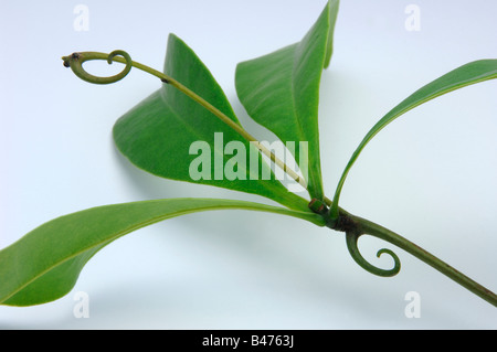 Liana (Ancistrocladus benomensis). Ramoscello con ganci per arrampicate Foto Stock