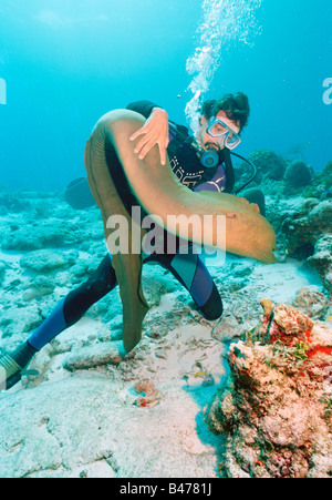 Subacqueo e una murena verde anguilla (Gymnothorax funebris) Foto Stock