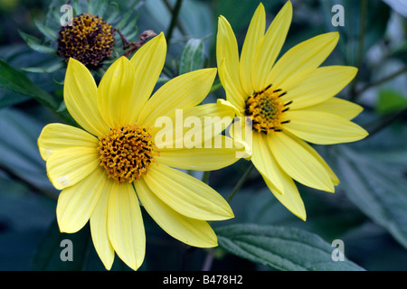 HELIANTHUS LIMONE AGM QUEEN Foto Stock