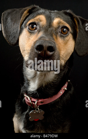 Ritratto di un tan e cane nero Foto Stock