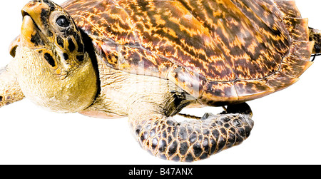 Una vera e propria tartaruga embricata, (Eretmochelys imbricata). Preparato con la testa (occhi di vetro) e degli arti inferiori che fuoriescono. Cucite sul ventre e con un cavo di fissaggio. Lunghezza 55 cm. Certificato CITES disponibile. belle arti, oggetto, oggetti, alambicchi, clipping, clippings, tagliate, cut-out, cut-outs, belle arti, arte, oggetto d'arte, oggetti d'arte, armonici, preziosa, collezionismo, oggetto da collezione, collezionismo, articoli da collezione, rarità, rarità, Additional-Rights-Clearance-Info-Not-Available Foto Stock