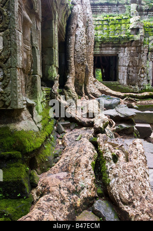 Albero Gigante radici stanno prendendo il tempio di Ta Prohm Angkor Cambogia Foto Stock