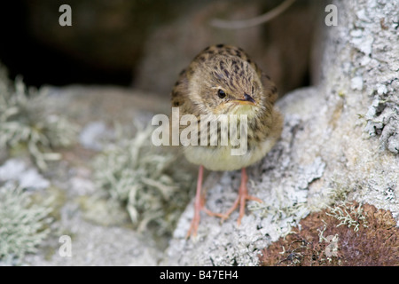 Lanceolated trillo Locustella lanceolata su Fair Isle Foto Stock