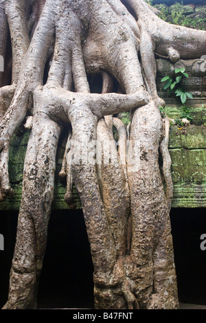 Albero Gigante radici stanno prendendo il tempio di Ta Prohm Angkor Cambogia Foto Stock