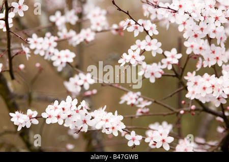 Delicato albero di prugna Fiore rosa in primavera Foto Stock
