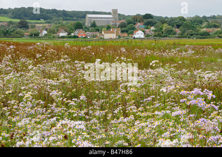 Mare Aster Aster tripolium fioritura su saltmarsh guardando verso Salthouse village REGNO UNITO Settembre Foto Stock