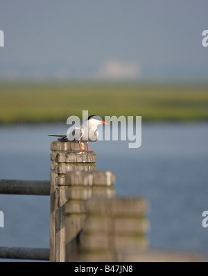 Solitaria tern comune arroccato su di un palo da recinzione Foto Stock