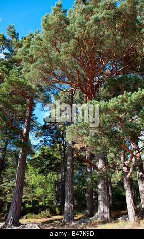 Pino silvestre alberi Foto Stock