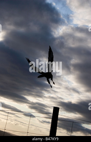 La poiana in volo, Isola di Raasay, Scozia Foto Stock
