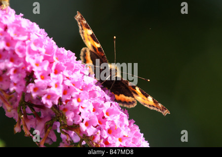 Piccola Tartaruga algais urticae alimentazione su Buddleja o Buddleia NORFOLK REGNO UNITO Settembre Foto Stock