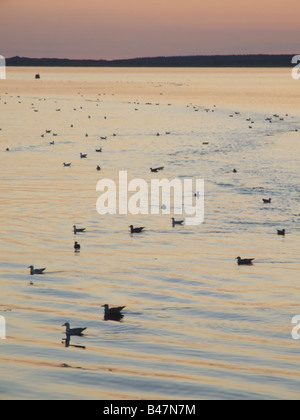 Un sacco di gabbiani nuoto a Caernarfon bay, Galles Foto Stock