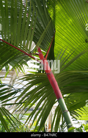 Rosso Ceralacca Palm aka rossetto Palm o Rajah Palm Cyrtostachys renda Foto Stock