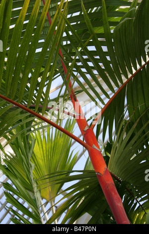 Rosso Ceralacca Palm aka rossetto Palm o Rajah Palm Cyrtostachys renda Foto Stock