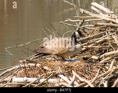 Nidificazione di Canada Goose prendersi cura di uova nel nido Foto Stock