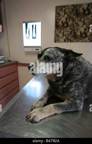 Un canino (DOG) del paziente pronti in ospedale veterinario sala esame in attesa di valutazione dei raggi x per l'esame di un pregiudizio Foto Stock