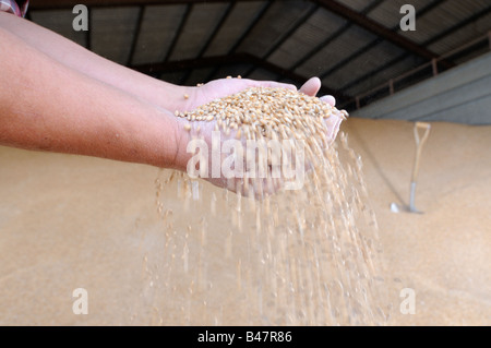 Gli agricoltori mani del grano di mais store NORFOLK REGNO UNITO Settembre Foto Stock