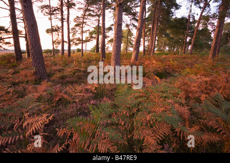 Alberi di pino in Enclosure Wilverley al tramonto New Forest National Park Hampshire Inghilterra Foto Stock