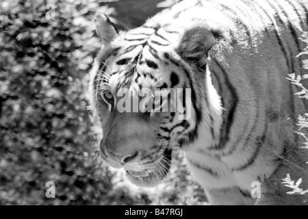 Una feroce tiger sul prowl in bianco e nero Foto Stock