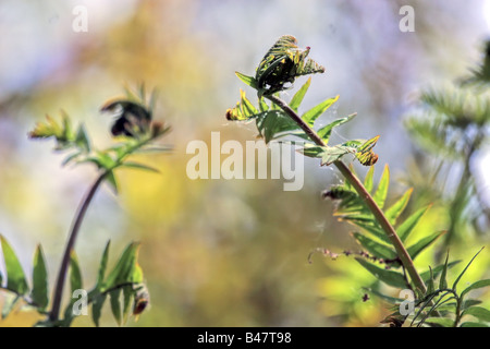 Due giovani spirali felce in un panno umido europeen forest Osmonda regalis specie Focus è il primo diritto fern Foto Stock