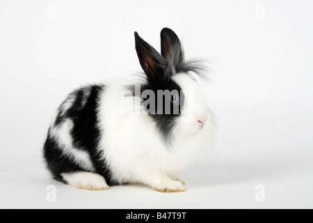 Lion maned coniglio nano bianco e nero 13 settimane di coniglio domestico Foto Stock