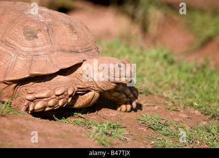 African spronato tartaruga Foto Stock