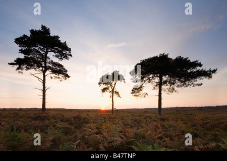 Alberi di pino sulla pianura Wilverley al tramonto New Forest National Park Hampshire Inghilterra Foto Stock