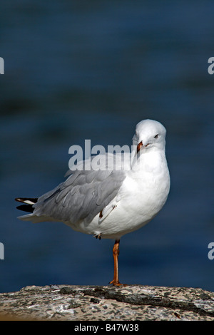 Il gabbiano argento (Larus novaehollandiae), il più comune gabbiano trovati in Australia, in piedi su una gamba sola a Kiama Nuovo Galles del Sud. Foto Stock