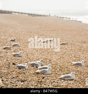 Uccelli sulla spiaggia Foto Stock