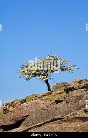 Lone Tree Pass di Llanberis Snowdonia nel Galles Foto Stock