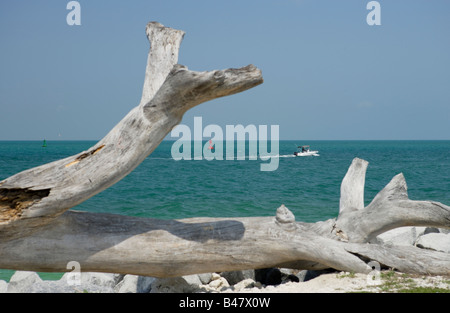 Grandi driftwood pezzo sulla spiaggia di Key West con palme e mare azzurro sulla giornata di sole a Fort Taylor paesaggio ©Scott Downing 2005 Foto Stock