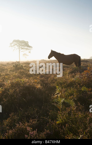 New Forest Pony sulla pianura Wilverley presso Sunrise New Forest National Park Hampshire Inghilterra Foto Stock