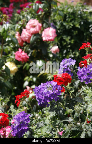 Un sacco di geranio tipo fiori che crescono nel giardino Foto Stock