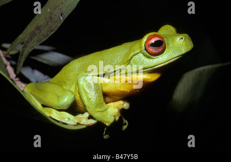 Australiano della red eyed raganella maschio chloris Litoria Hylidae durante la notte nella foresta pluviale del Queensland, Australia Foto Stock