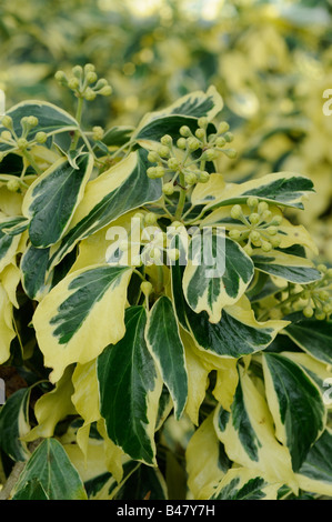 Variegata di edera Hedera helix settembre BRITANNICO Foto Stock