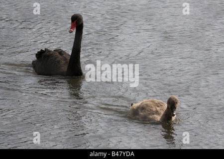 Black Swan ( Cygnus atratus ) e Cygnet nuoto insieme Foto Stock